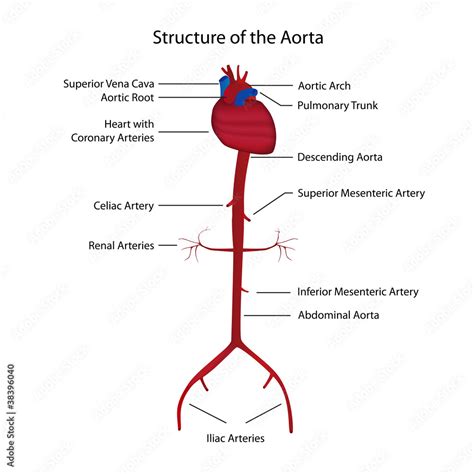 Structure Of The Aorta Vector Illustration Stock Vector Adobe Stock