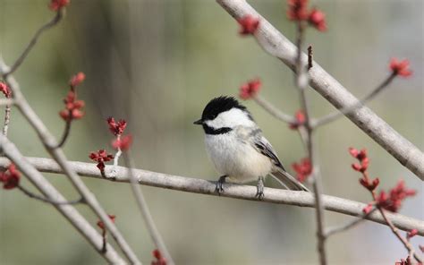 The Chickadee Birds All About Chickadees Birds And Blooms