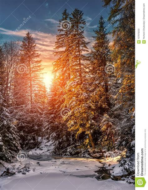 Wonderful Winter Landscape Snow Covered Pine Tree Over The Mountain
