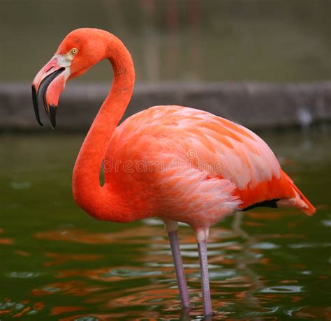 They are noisy birds and they live in big groups called flocks. Pink Flamingo Bird Portrait Stock Photo - Image of animal, behavior: 4781844