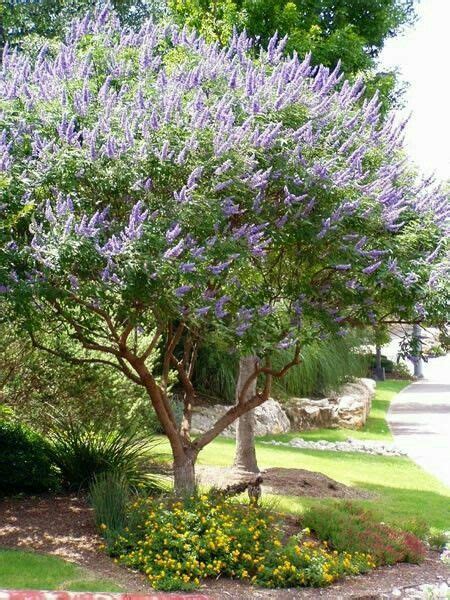 Summers are warm but not blazing hot. 42 best Small Zone 7 Trees images on Pinterest | Shrubs ...