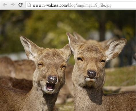 [奈良] 小鹿鞠躬點頭有禮貌 奈良縣民：正常-欣日本-欣傳媒旅遊頻道