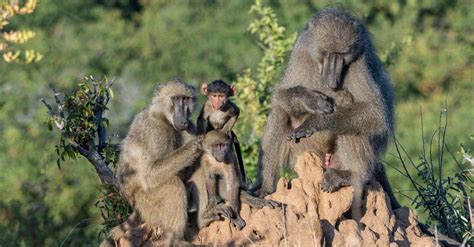 Monkey Lifespan How Long Do Monkeys Live Animal Worlds