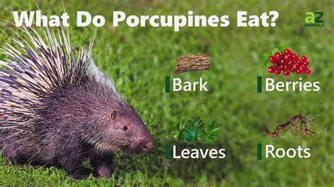 Porcupine Animal Facts Erethizon Dorsaum A Z Animals