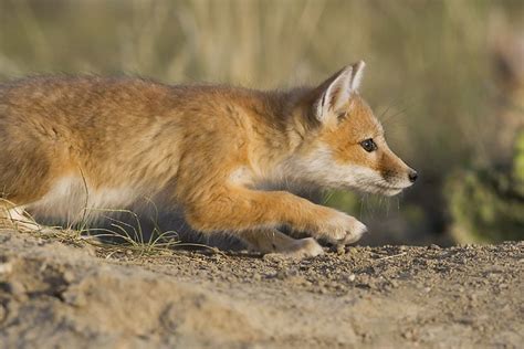 Swift Foxes Fennec Foxes And Friends