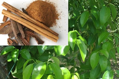 Cinnamon Tree Leaves Uses To Harvest It Youll Need To Cut Down A