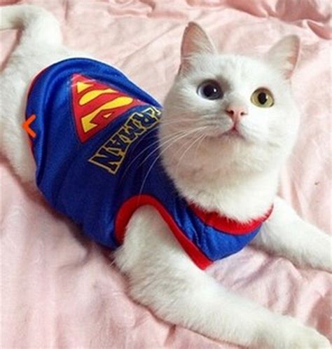 Cat Superman Vest Pet Halloween Costumes Cat Costumes Pet Costumes