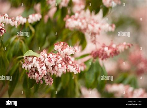 Pieris Japonica ‘dorothy Wyckoff Japanese Pieris In Flower In March