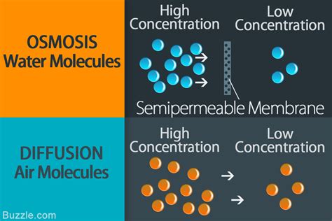 Osmosis Vs Diffusion How Are They Different From Each Other