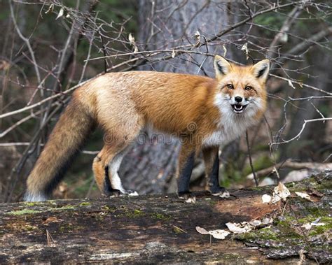 Red Fox Photo Stock Red Fox Close Up Profile View Standing On A Big Moss Log With A Forest
