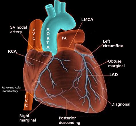 Diagram Of Coronary Arteries My XXX Hot Girl