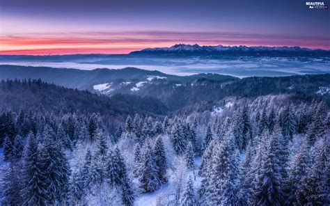 Woods Snow Viewes Mountains Winter Trees Great Sunsets
