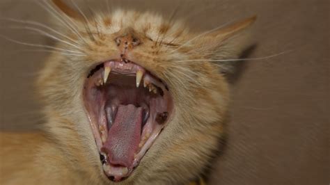 Cat Screaming Sound Effect Cat Meowing Non Stop Loud Cat Scary Meow