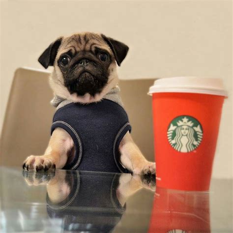 Perfect Weather For A Hot Chocolate Reposted From Sirsidneythepug