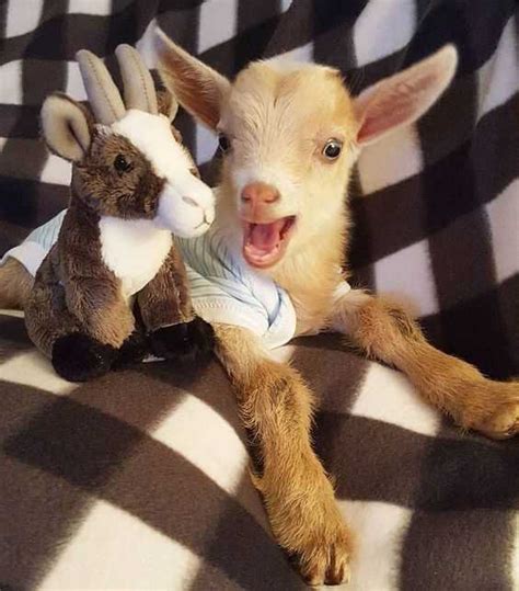 29 Funny Baby Goat Pictures That Show They Could Be The Most Adorable