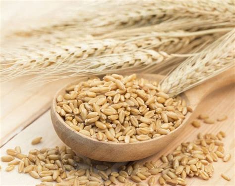 Organic Hulled Barley Buy In Bulk From Food To Live