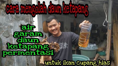 Cara untuk mengolah daun kelor menjadi makanan yang siap dikonsumsi? CARA MENGOLAH DAUN KETAPANG UNTUK IKAN CUPANG HIAS - YouTube