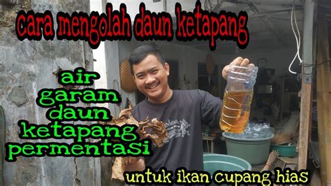 Baik hanya untuk sekedar dikonsumsi ataupun dijadikan obat penyembuh. CARA MENGOLAH DAUN KETAPANG UNTUK IKAN CUPANG HIAS - YouTube