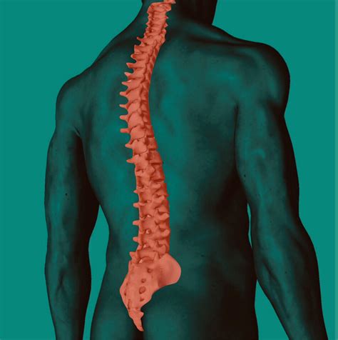 Bone Up On Basic Anatomy A Snapshot Of Your Spine 5 Minute Read