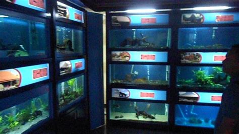 Sedangkan ikan asal negara lain yang bisa didomestikasi dan cukup popular dibudidayakan. TAMAN AQUARIUM DUNIA AIR TAWAR di TMII - YouTube