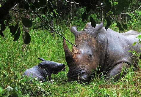 Ziwa Rhino Sanctuary A Safe Haven For Endangered Rhinos