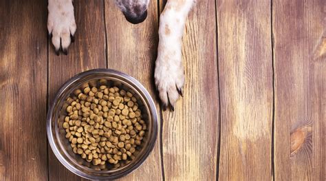 In this article, you will learn how to feed a cat for weight loss. Best Dog Foods For Weight Loss: Ratings & Reviews