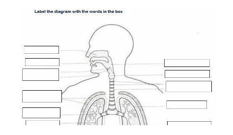 Label the respiratory system (worksheet) | Teaching Resources