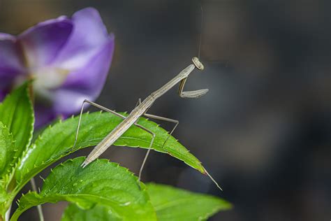 Praying Mantises In The Garden Photoartflight