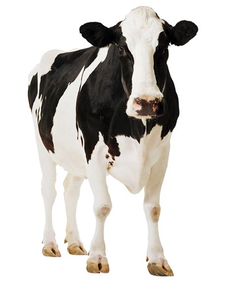 Baby Cow Png Hd Transparent Baby Cow Hdpng Images Pluspng