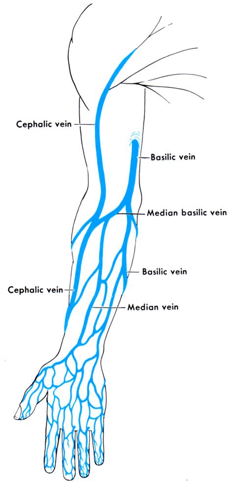 Pin By Brenna On Veins Anatomy And Physiology Phlebotomy Medical
