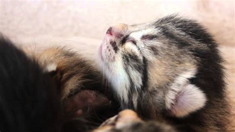 Tiny Baby Kitten So Cute 3 Days Old Dreaming 3 Tage