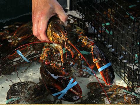 Whole Foods Decision To Pull Maine Lobster Sparks Outcry From States