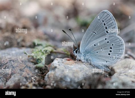 Small Blue Butterfly Cupido Minimus Female On Rock Heinola Southern