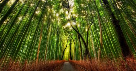 High Resolution Wallpaper Bamboo Forest Hd Wallpaper