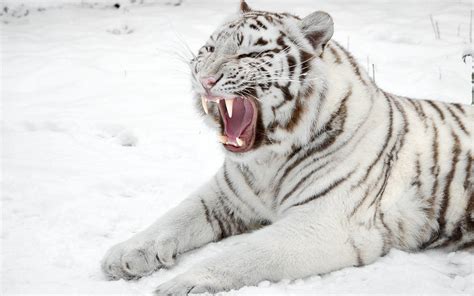 7 Facts About White Tigers Some Interesting Facts