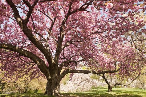 15 Places To See Cherry Blossom Trees In Nyc Page 11 Of 16 Untapped