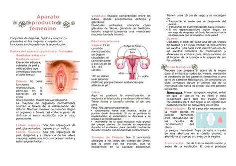 Tríptico Aparato Reproductor Femenino Aparato Reproductor Femenino