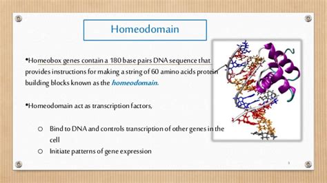 Deoxyribonucleic acid, commonly known as dna, is a nucleic acid that has three main components: Homeobox genes