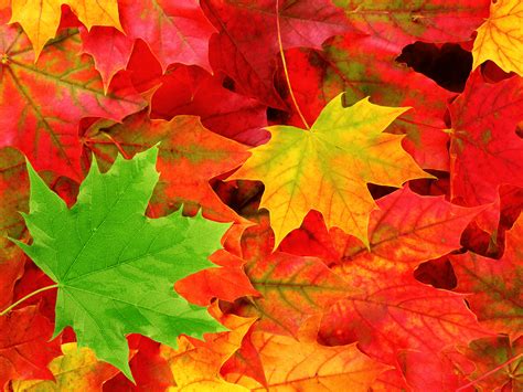 Thanksgiving Leaves Wallpapers Top Free Thanksgiving Leaves