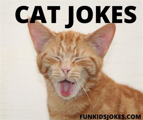 Cat Jokes For Kids