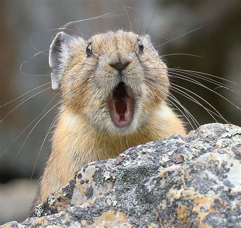 American Pika American Pika Animal Pictures Pika