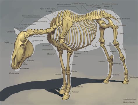 Horse Skeleton Horse Skeleton Horse Anatomy Animal Skeletons