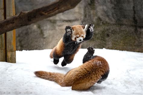 Red Panda Cubs Playing In The Snow Rredpandas