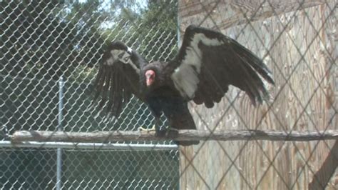 Treating Condors For Lead At The Oakland Zoo Golden Gate Bird Alliance