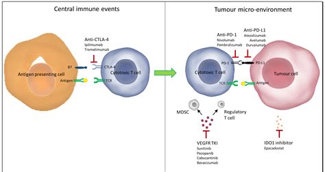 Pd 1 Signaling Pathway