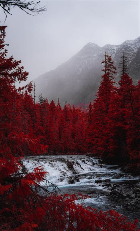 Download Red Forest Trees River Stream Nature Wallpaper 1280x2120