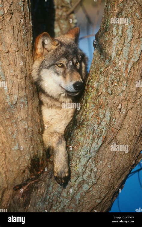 Gray Timber Wolf Canis Lupus Climbing Tree Stock Photo Alamy