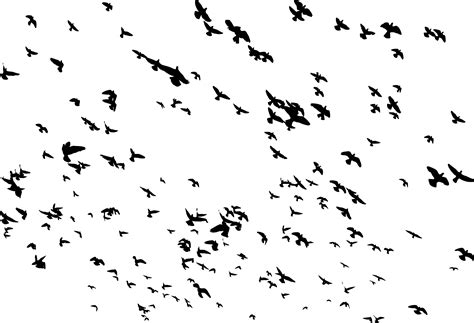 Flock Of Birds Png Transparent Flock Of Birdspng Images Pluspng