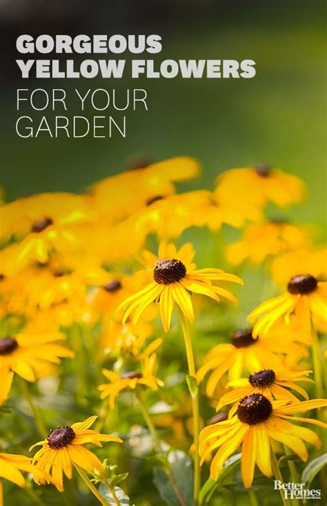 Click Through For Our Favorite Yellow Flowers To Perk Up Your Garden