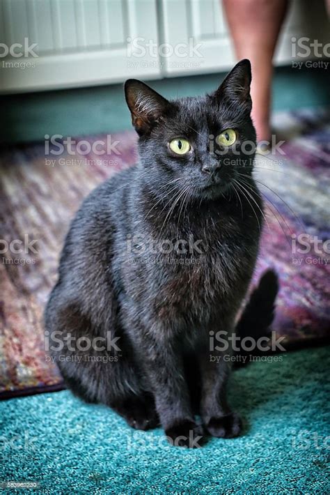 Big Black Cat Sitting On The Carpets And Staring Stock Photo Download